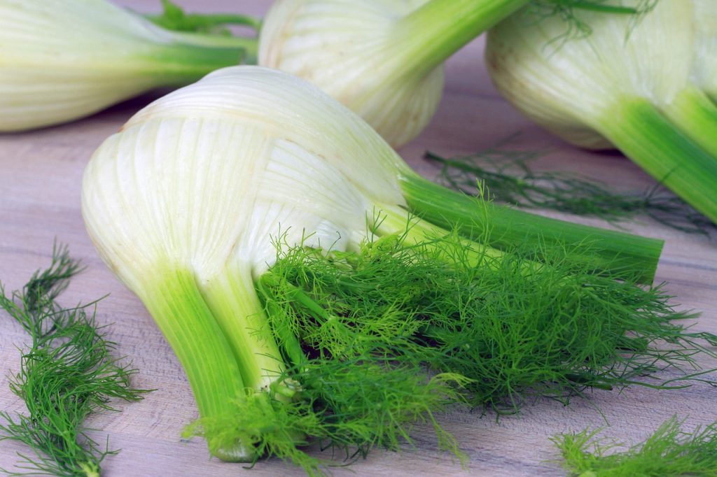 fennel, vegetables, food-5413705.jpg